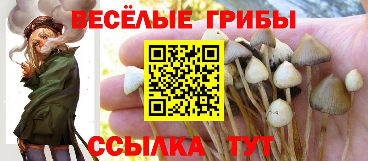 Галлюциногенные грибы Cubensis Камышлов
